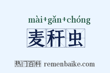 麦秆虫是什么意思的图片